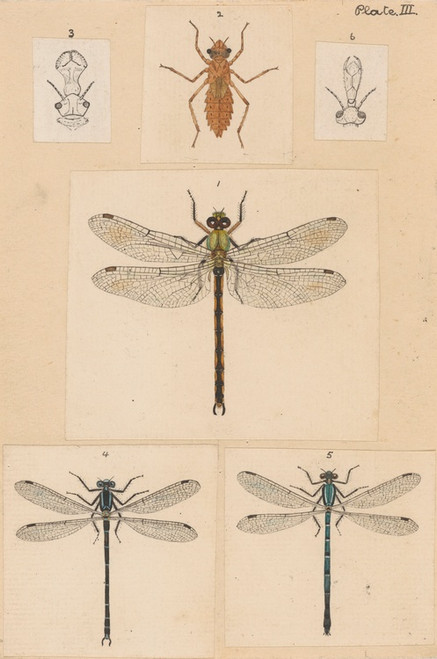 Digital Print - Original hand painted plate for New Zealand Neuroptera [Plate III] by George Hudson