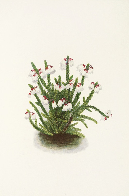Digital Print - Rocky Mountain Cassiope. (Cassiope mertensiana) by Mary Vaux Walcott