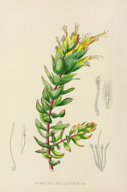 Digital Print - Mimetes Palustris by Illtyd Buller Pole-Evans