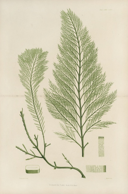 Digital Print - Cryptogamic botany of the Antarctic voyage of H.M. Discovery ships Erebus and Terror in the years 1839 Pl.43 by Walter Hood Fitch