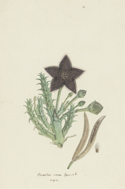 Digital Print - Tridentea gemmiflora (Masson) Haw.(Stapelia gemmiflora) by Robert Jacob Gordon