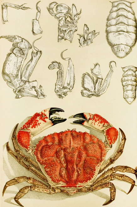Digital Print - Crustacea III by Frederick McCoy