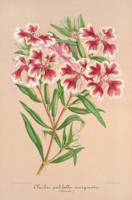 Digital Print - Clarkia pulchella var. marginata by Charles Antoine Lemaire