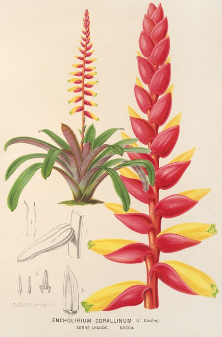 Digital Print - Encholirium corallinum by Charles Antoine Lemaire