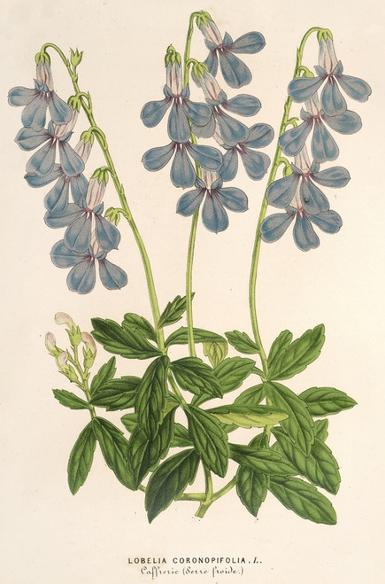 Digital Print - Lobelia coronopifolia by Charles Antoine Lemaire