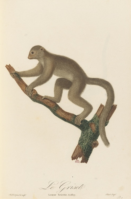 Digital Print - Le Griset by Jean-Baptiste Audebert