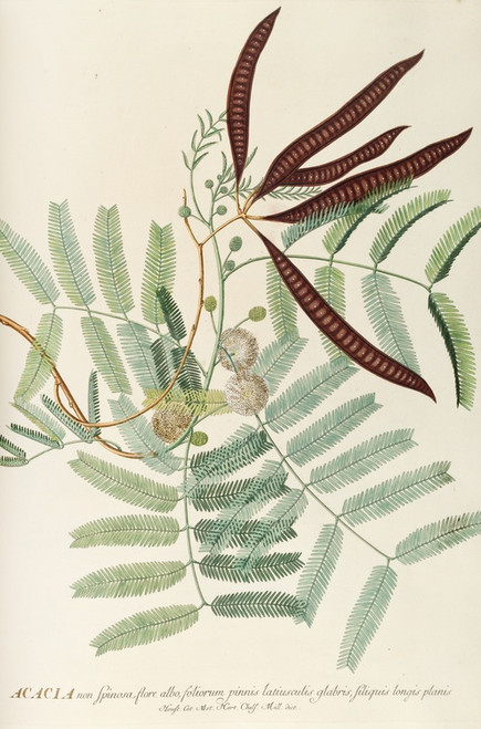 Digital Print - Acacia by Georg Dionysius Ehret