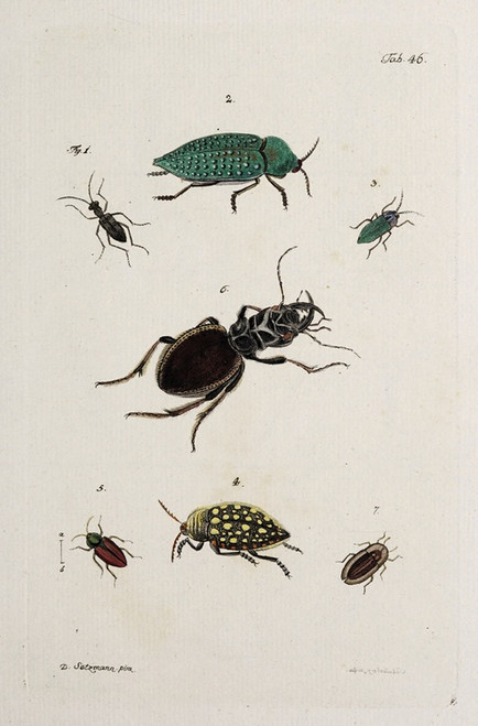 Digital Print - Archives de l'histoire des insectes Pl.41 by Johann Caspar Fuessli