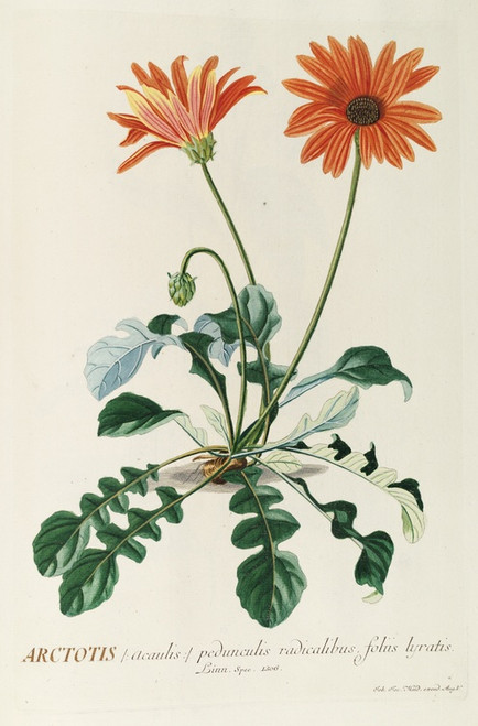 Digital Print - Arctotis by Georg Dionysius Ehret