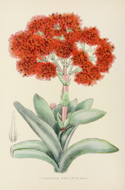 Digital Print - Crassula Falcata by Illtyd Buller Pole-Evans