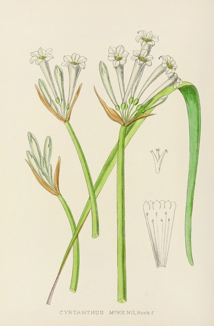 Digital Print - Cyrtanthus Mckenii by Illtyd Buller Pole-Evans