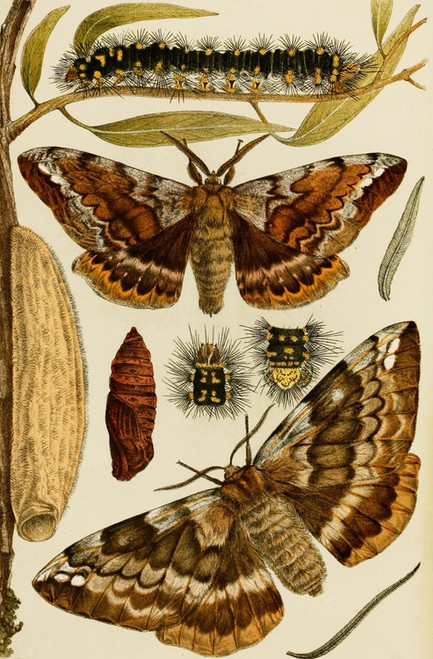Digital Print - Insects I by Frederick McCoy