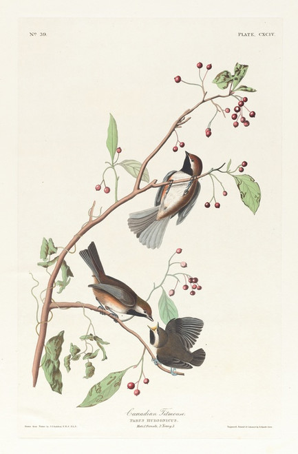 Digital Print - Canadian titmouse by John James Audubon