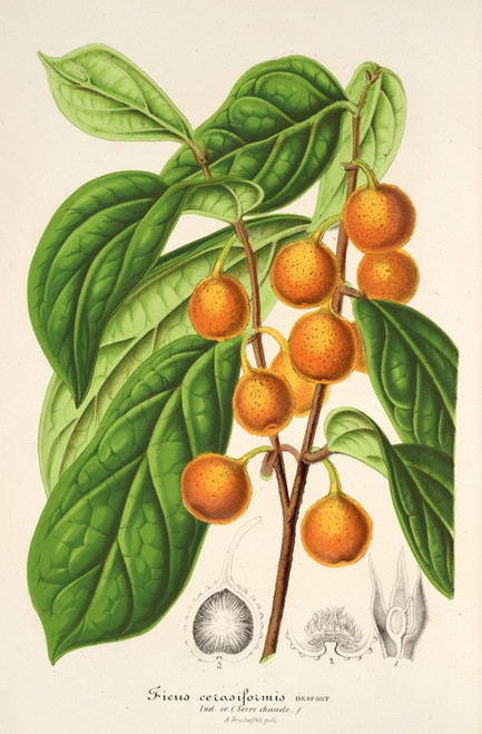 Digital Print - Ficus cerasiformis by Charles Antoine Lemaire
