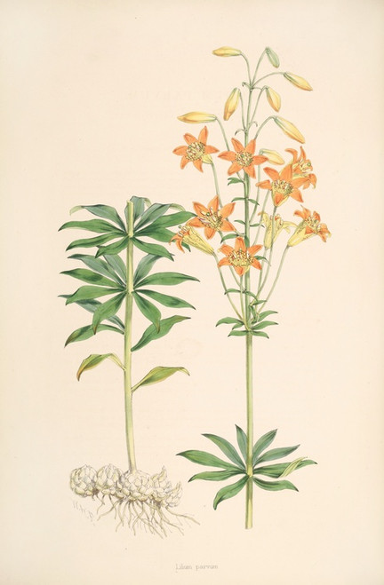 Digital Print - Lilium parvum by Walter Hood Fitch