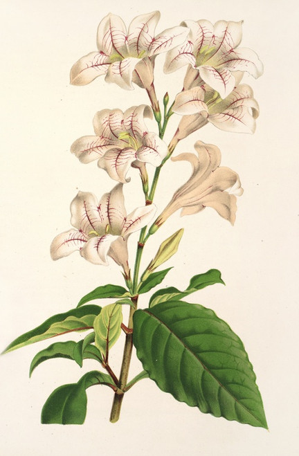 Digital Print - Mackaya bella by Charles Antoine Lemaire