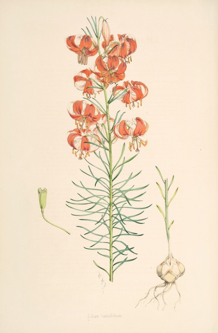 Digital Print - Lilium Tenuifolium by Walter Hood Fitch