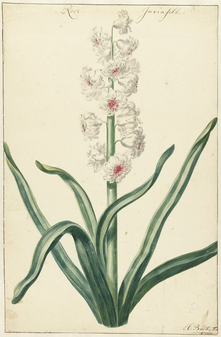 Digital Print - Witte hyacint by Hendrik Budde