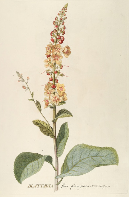 Digital Print - Blattaria by Georg Dionysius Ehret