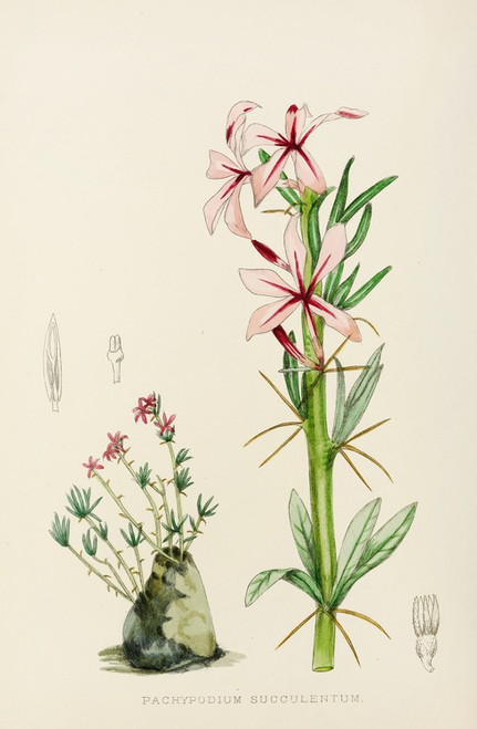 Digital Print - Pachypodium Succulentum by Illtyd Buller Pole-Evans