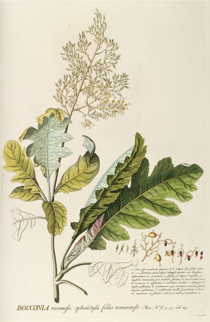 Digital Print - Bocconia by Georg Dionysius Ehret