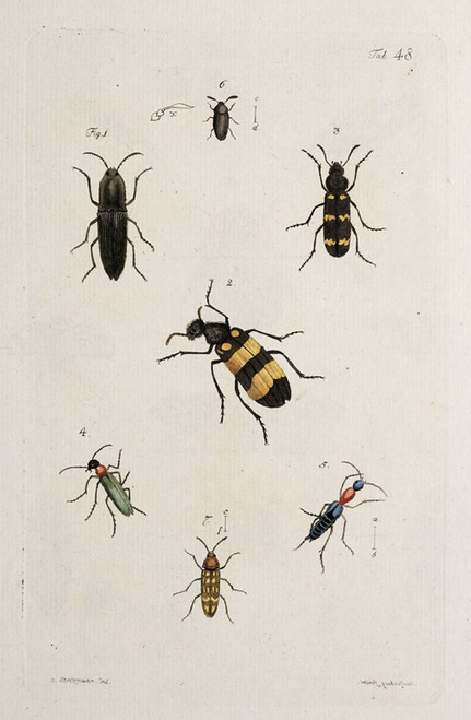 Digital Print - Archives de l'histoire des insectes Pl.43 by Johann Caspar Fuessli