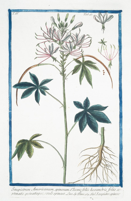 Digital Print - Sinapistrum Americanum, spinosum, Cleome foliis hexandris, foliis septernatis quinatisque, caule spinoso - Senapistro spinoso.(Mustard) by Giorgio Bonelli