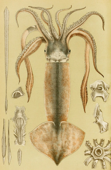 Digital Print - Mollusca II by Frederick McCoy