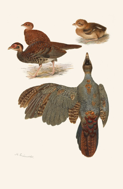 Digital Print - Plumages Of The Bornean And Siamese Crested Firebacks by Henrik Gronvold
