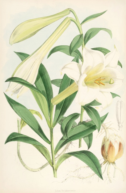 Digital Print - Lilium Neilgherriense by Walter Hood Fitch