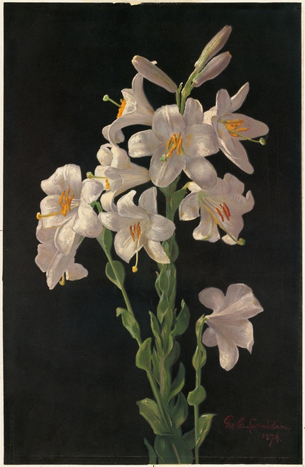 Digital Print - Easter Lily by George Cochran Lambdin