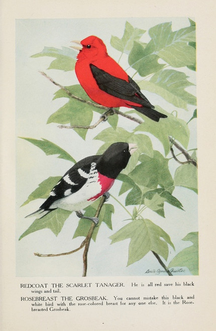 Digital Print - Redcoat the Scarlet Tanager, Rosebreast the Grosbeak by Louis Agassiz Fuertes