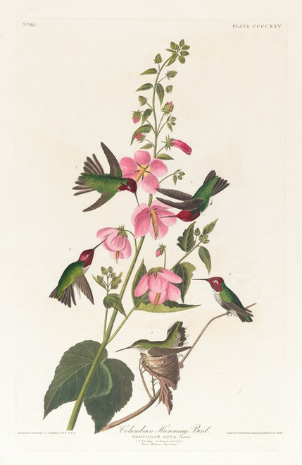 Digital Print - Columbian humming bird by John James Audubon