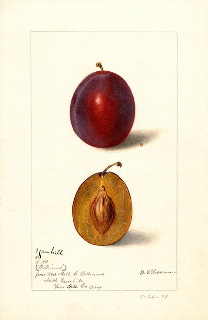 Digital Print - Prunus domestica: Yamhill by Deborah Griscom Passmore