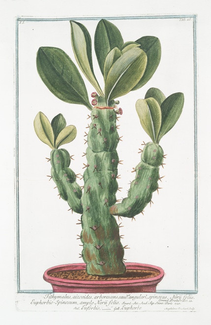 Digital Print - Tithymalus, aizooides,arborescens, caudce. angulari, spinosus, Nerii foliis. Euphorbio-Spinosum, ample Nerii folio - Euforbio - Euphorbe by Giorgio Bonelli