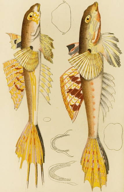 Digital Print - Fishes X by Frederick McCoy