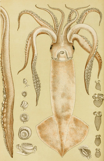 Digital Print - Mollusca I by Frederick McCoy