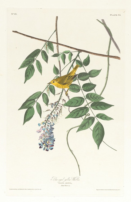 Digital Print - Blue-eyed yellow warbler by John James Audubon