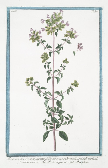 Digital Print - Maiorana fructicosa, et cespitosa, foliis ex ovato subrotundis, e viridi violaceis, floribus rubris - Persa maggiore - Marjolaine. (Marjoram) by Giorgio Bonelli