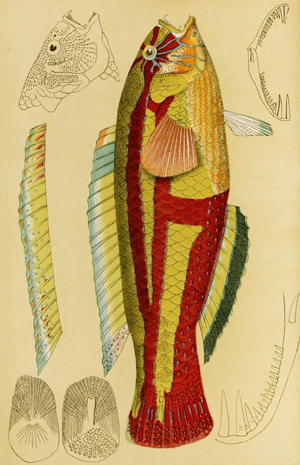 Digital Print - Fishes XIII by Frederick McCoy