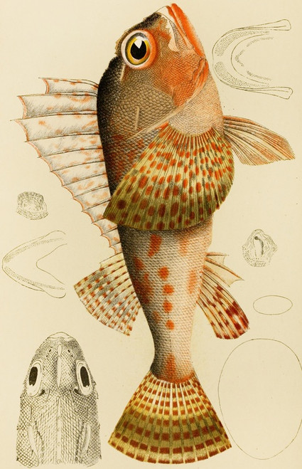 Digital Print - Fishes XI by Frederick McCoy