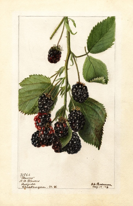 Digital Print - Rubus: Blowers by Deborah Griscom Passmore