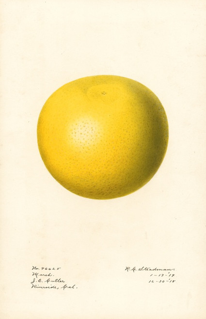 Digital Print - Citrus paradisi: Marsh by Royal Charles Steadman