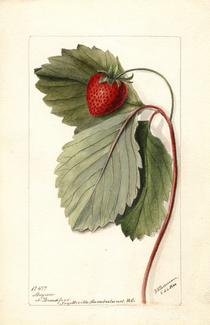 Digital Print - Fragaria: Maynor by Deborah Griscom Passmore