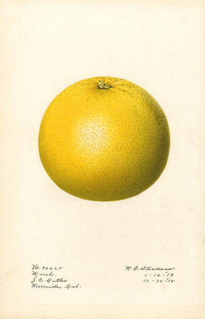 Digital Print - Citrus paradisi: Marsh by Royal Charles Steadman