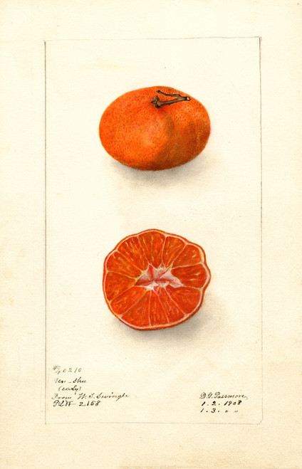 Digital Print - Citrus sinensis: Early Un-Shu by Deborah Griscom Passmore