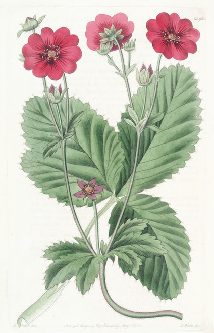 Digital Print - Russell's Potentilla by Sydenham Edwards