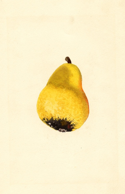 Digital Print - Pyrus communis: Bartlett by James Marion Shull