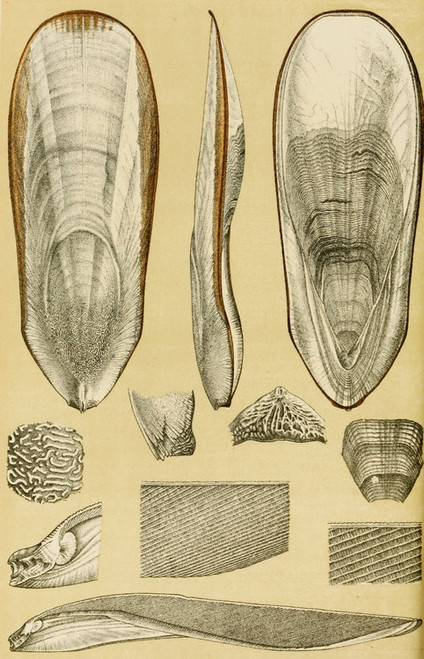 Digital Print - Mollusca III by Frederick McCoy