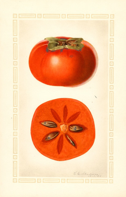 Digital Print - Diospyros: Fuyu by Royal Charles Steadman
